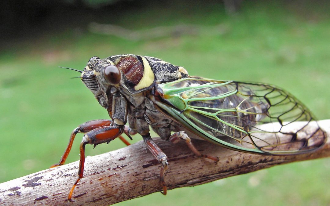 cicada