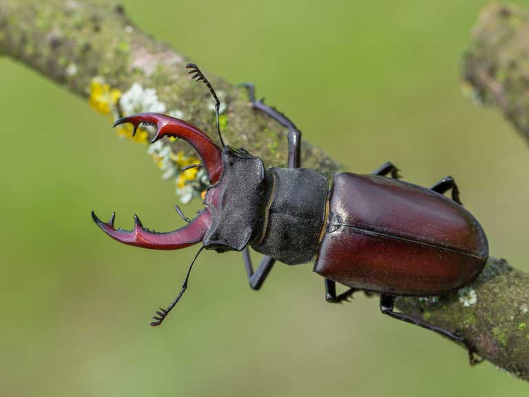 stag beetle